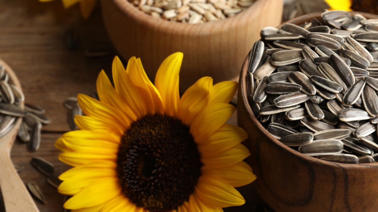 Tiny Superfood: How Sunflower Seeds Can Boost Your Energy And Overall Health? Explained