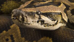 Woman wakes up to 8-foot python crawling over her while sleeping; Narrowly escapes death