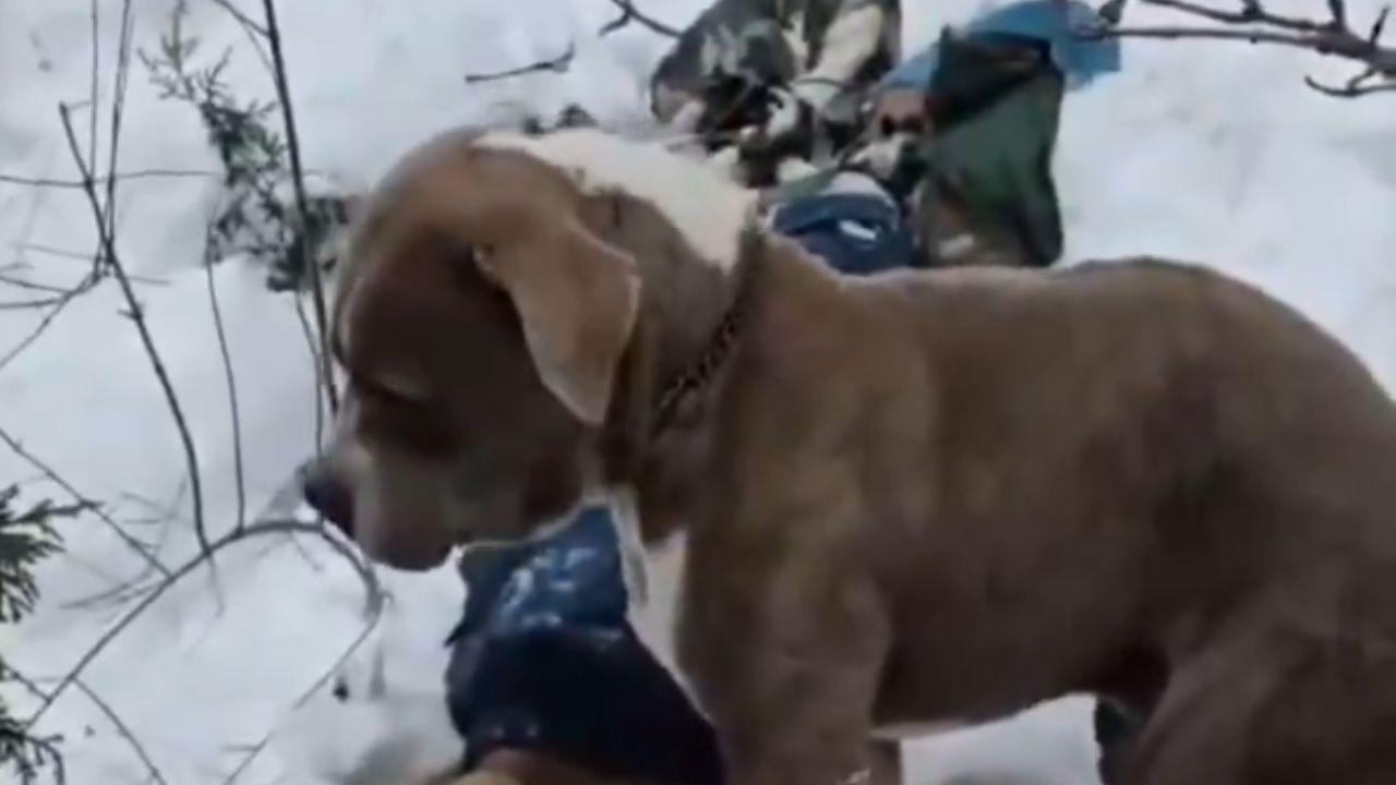 Himachal Pradesh: Loyal Pit Bull stays beside dead owner for 4 Days in freezing snowstorm