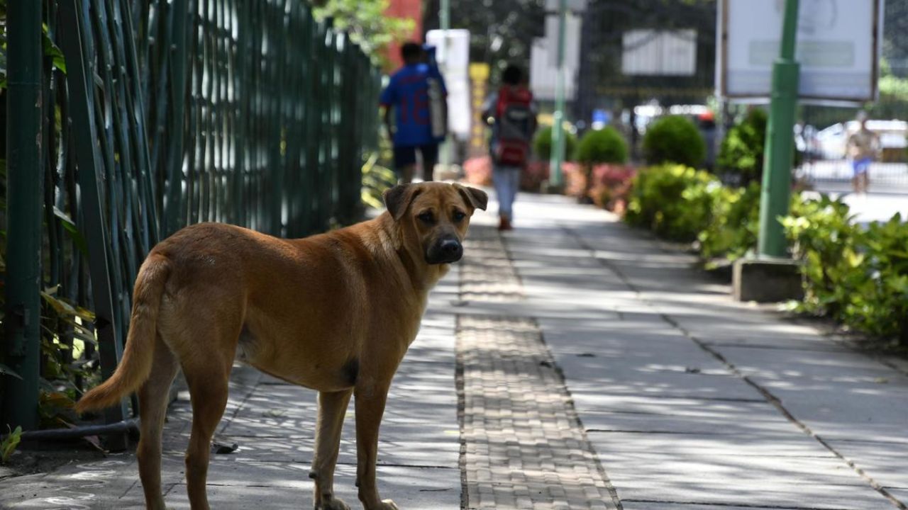 Supreme Court reserves verdict on stray dog menace; Seeks written responses from states