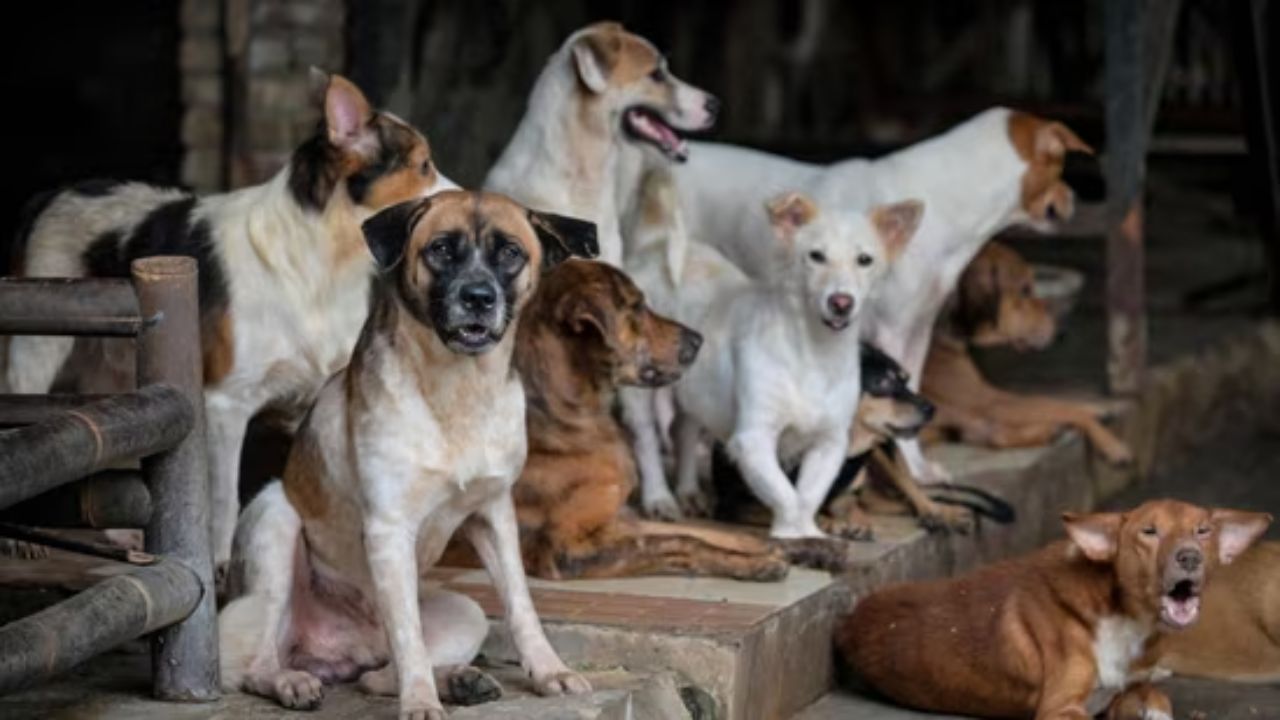 Telangana: 100 stray dogs poisoned to death days after 500 culled across state; Full story here