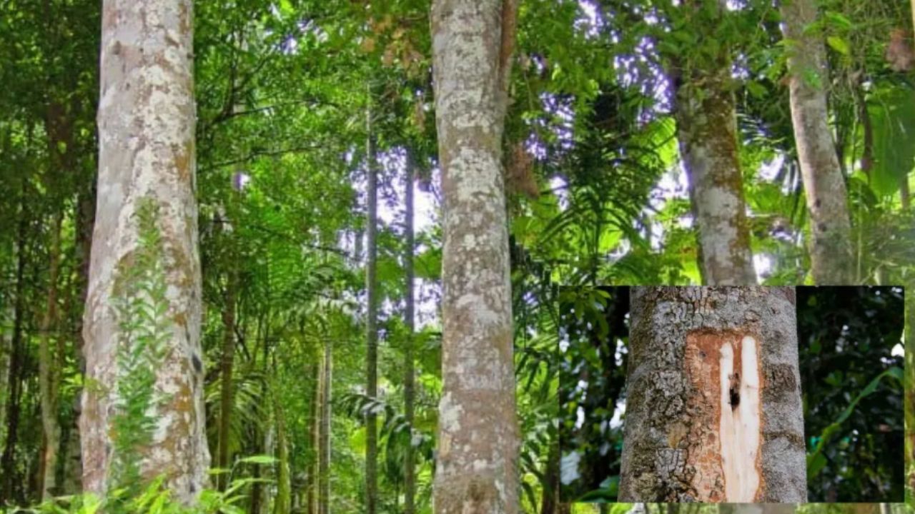 Agarwood outprices Gold!