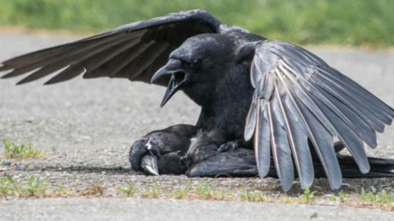 Bird Flu alert in Chennai as H5N1 confirmed in dead crows; Authorities issue advisory