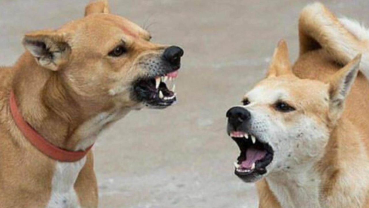 Uttar Pradesh: Five-year-old girl mauled to death by stray dogs in Gonda