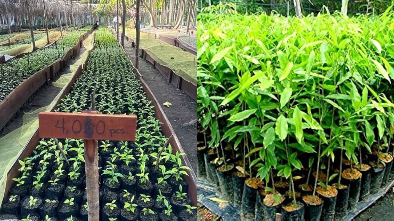 Attention Farmers: This Tree’s wood outprices Gold! Click here for detail