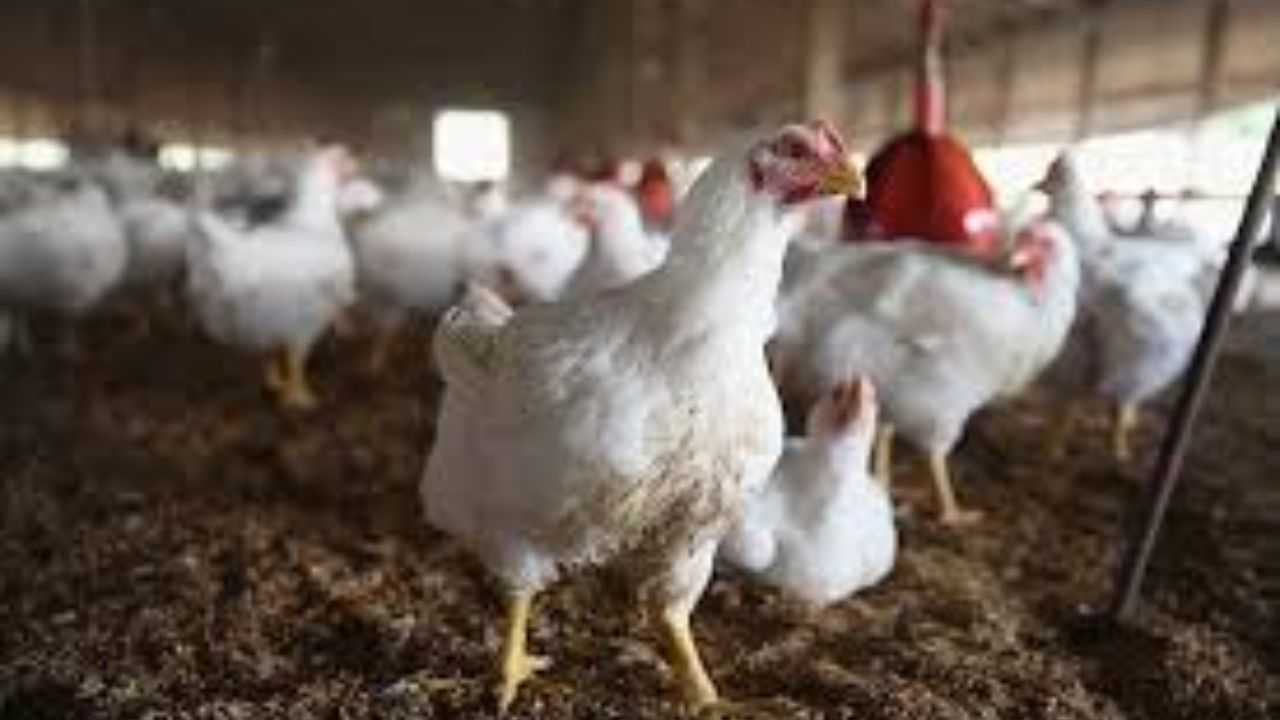 Saudi Arabia bans poultry, egg imports from 40 countries including india over bird flu fears