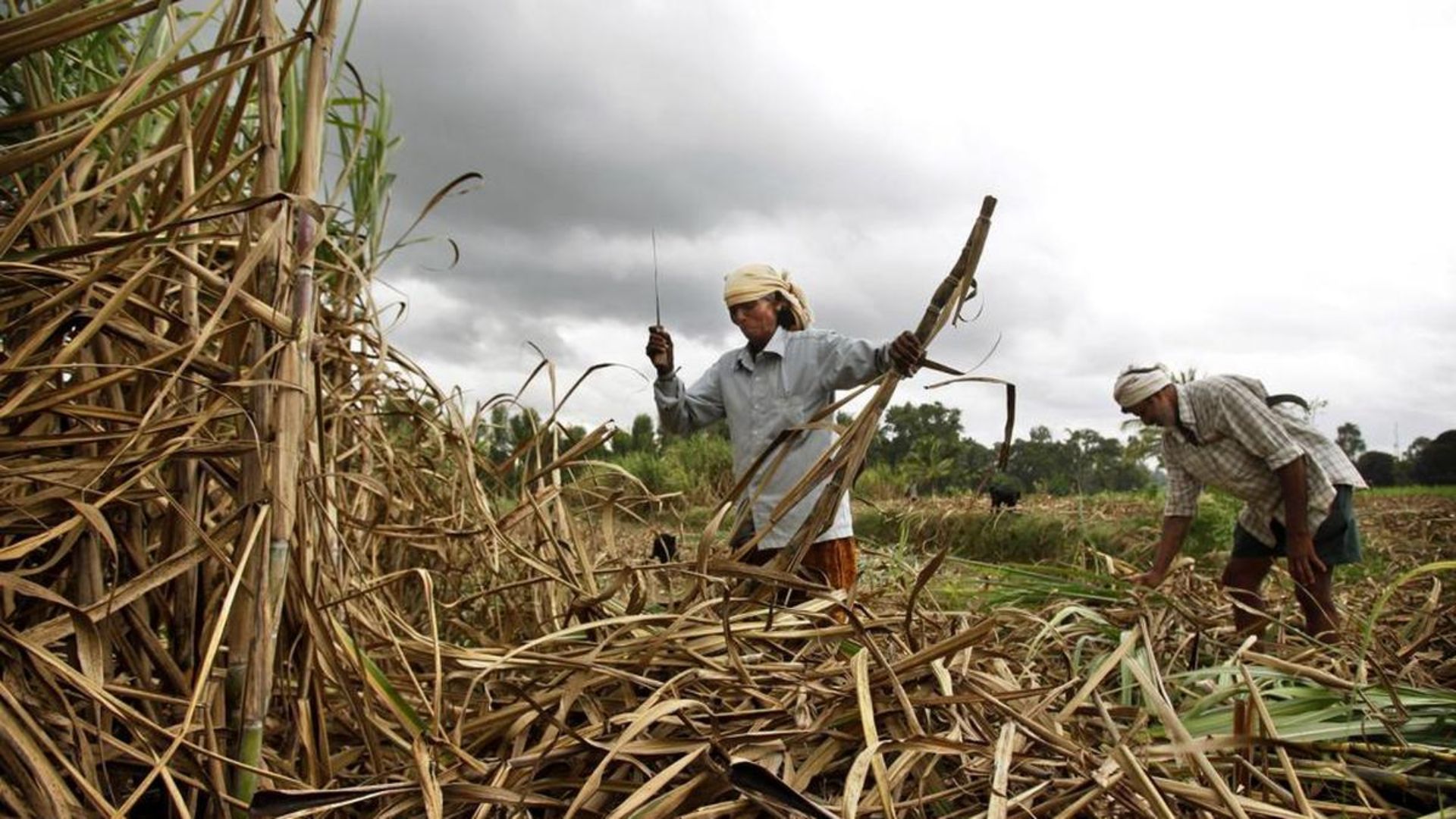 India clears major wheat and sugar exports to boost farmers’ income and manage surplus stocks