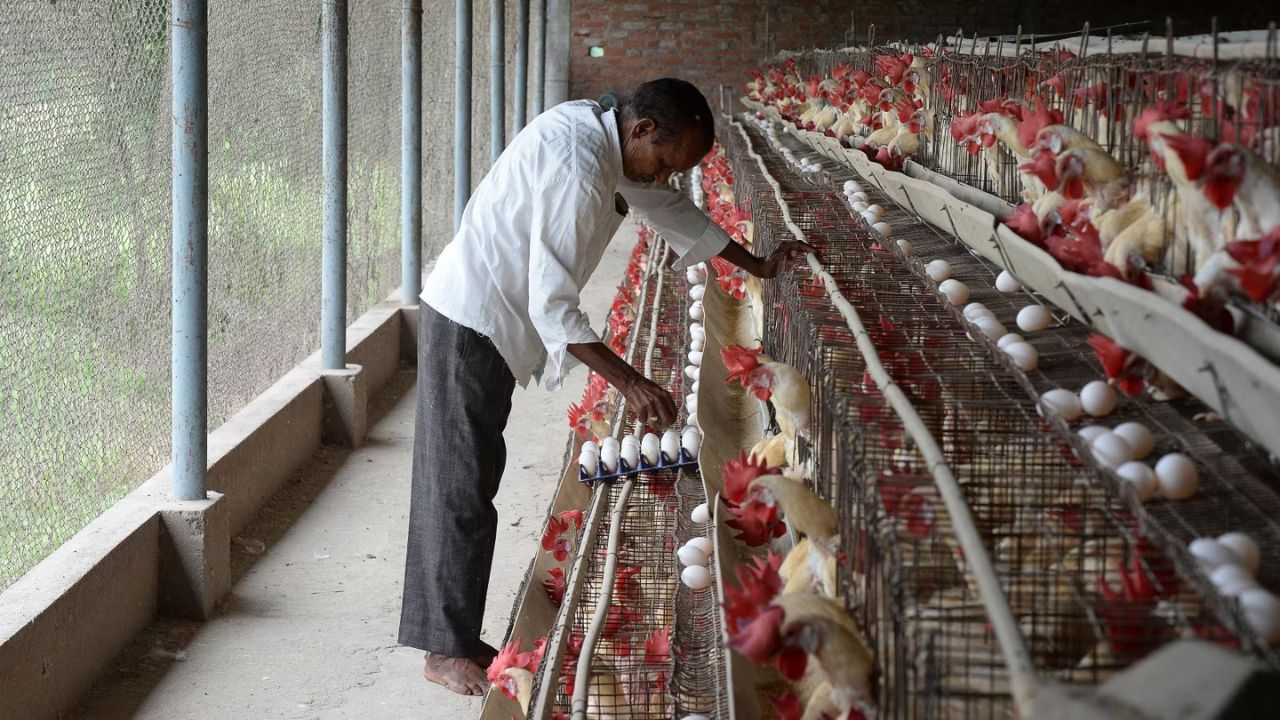 Why Saudi Arabia halted chicken & egg imports; How this will impact India’s poultry trade?