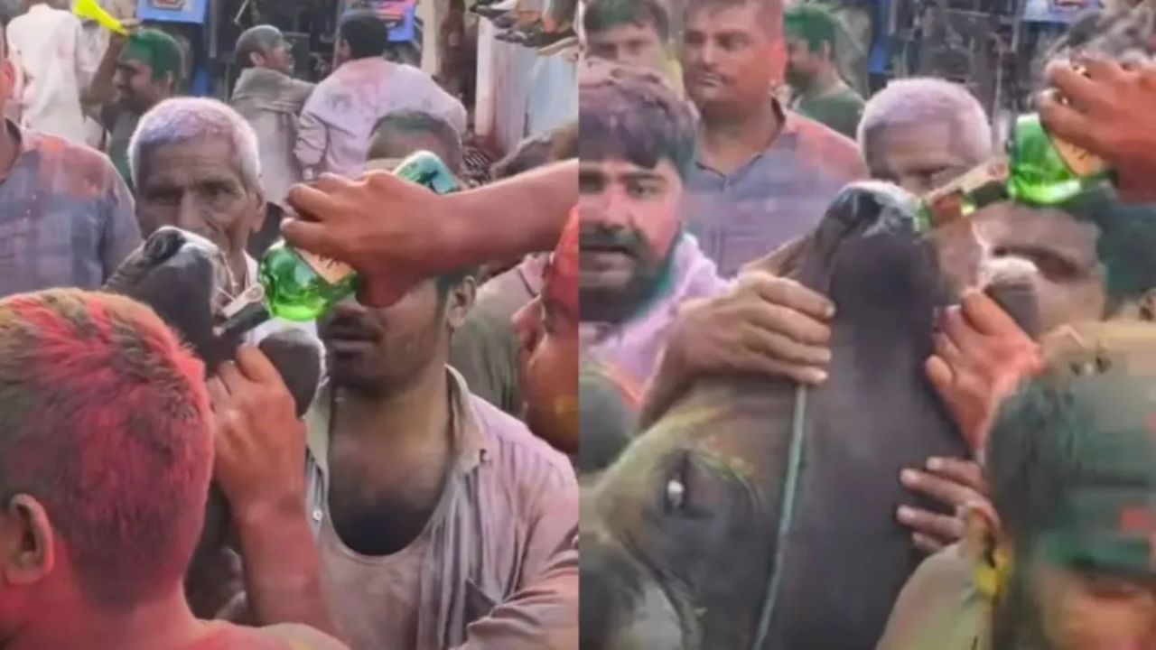 Viral: Buffalo forced to drink alcohol in Haryana during Holi celebration; FIR lodged