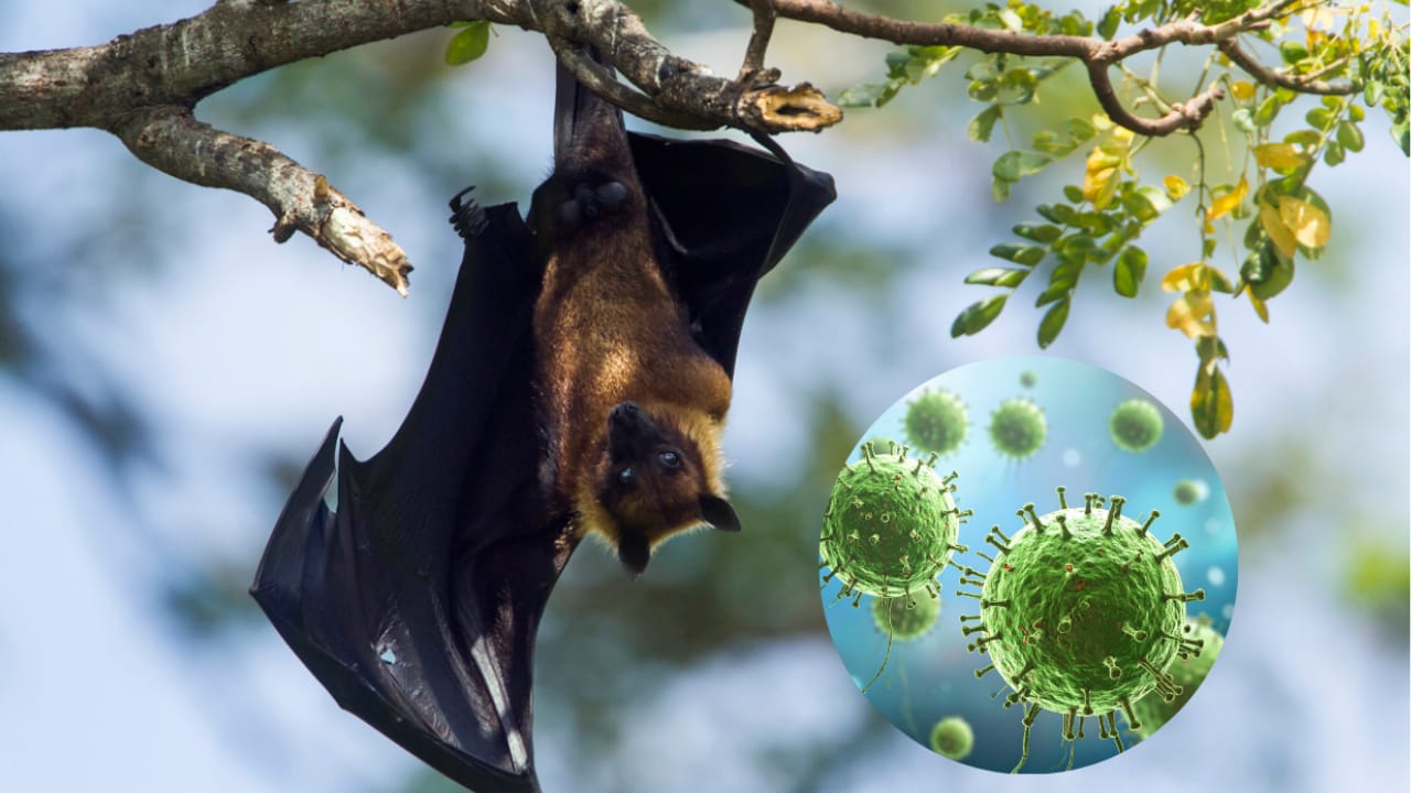 Kerala Issues Nipah Virus Alert From April To September 2026: Key Reasons Explained