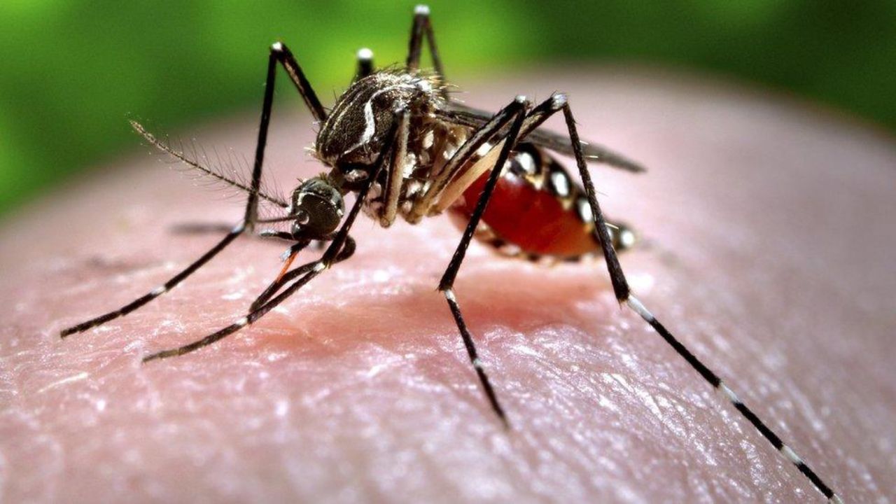 Desi Jugaad: Viral video shows trick to get rid of mosquitoes; Internet calls man ‘Genius’