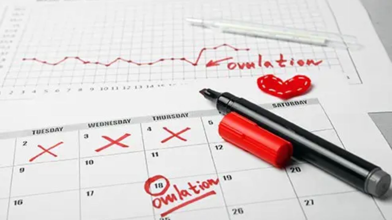 Ovulation Explained: Everything women need to know about their fertility cycle
