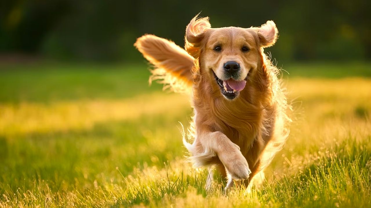 Can technology really care for pets? 5 smart devices that are transforming pet safety