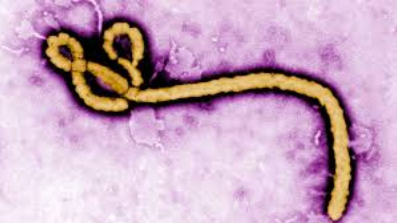 Why WHO is worried about new Ebola outbreak in Africa after rising deaths and spread