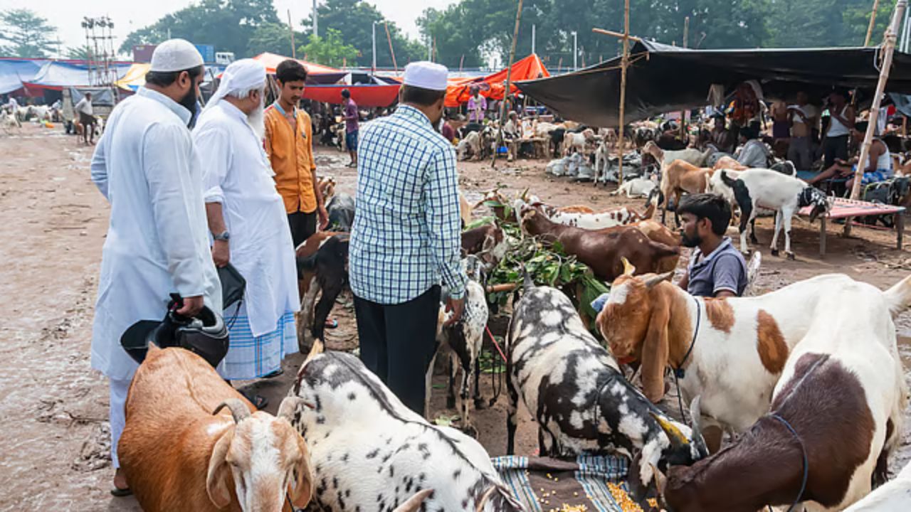 Calcutta HC disposes pleas against Bengal govt’s Eid cattle slaughter restrictions