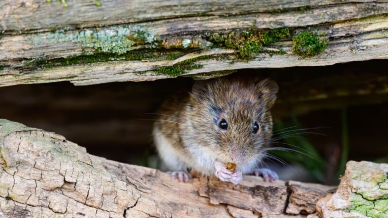 Hantavirus Outbreak on Cruise Ship: WHO Says Lockdowns, Masks Unlikely