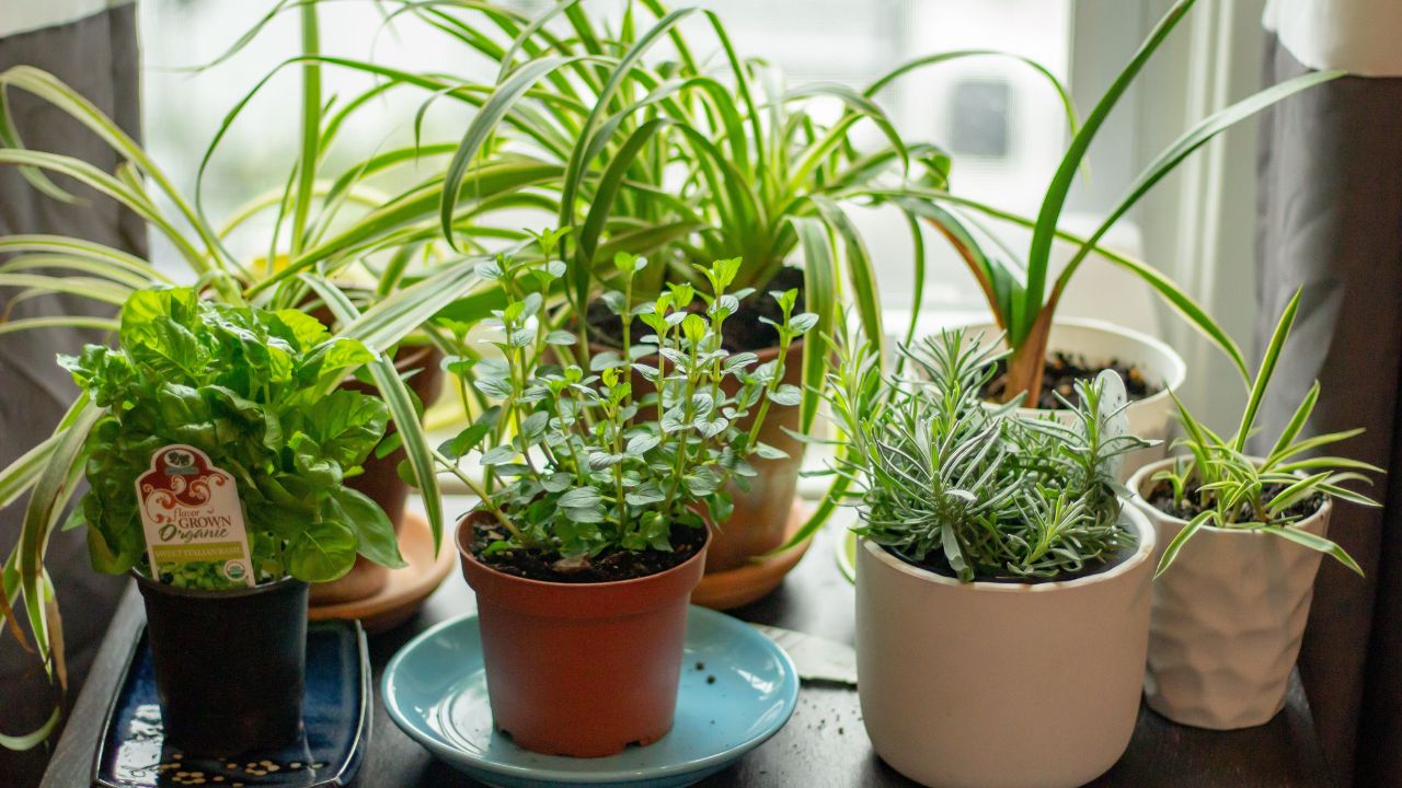 These five “Magical” plants to keep your home cool this summer