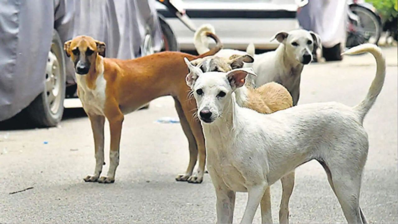 Supreme Court retains order to remove stray dogs near schools and hospitals