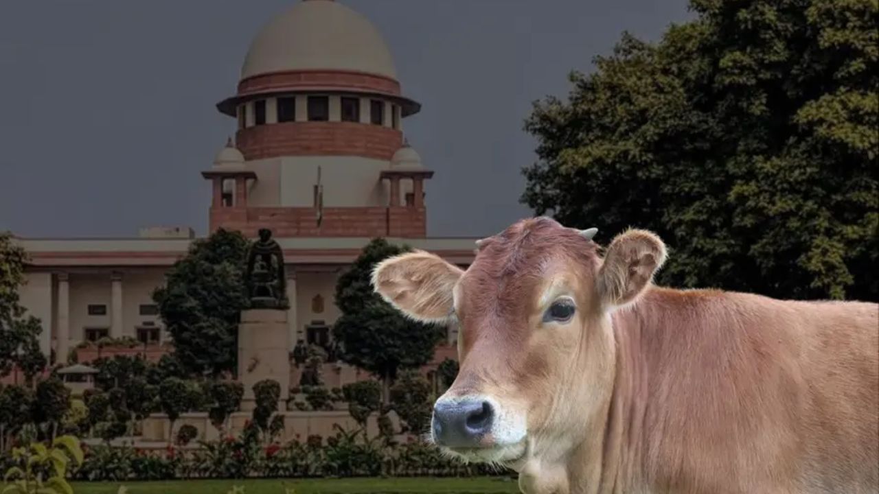 Bakrid 2026: Supreme Court refuses urgent hearing of PIL seeking complete ban on cow slaughter