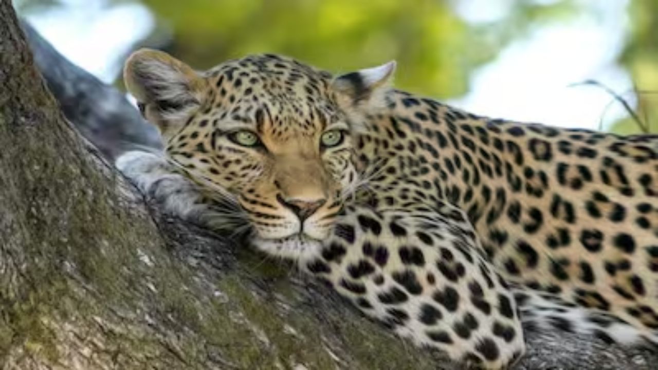 Rajasthan: Leopard beaten to death by villagers in Bharatpur after entering house