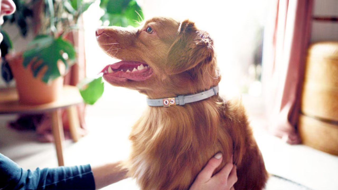 Is your dog 5 years or older? 5 ways to protect your pet’s joints from arthritis