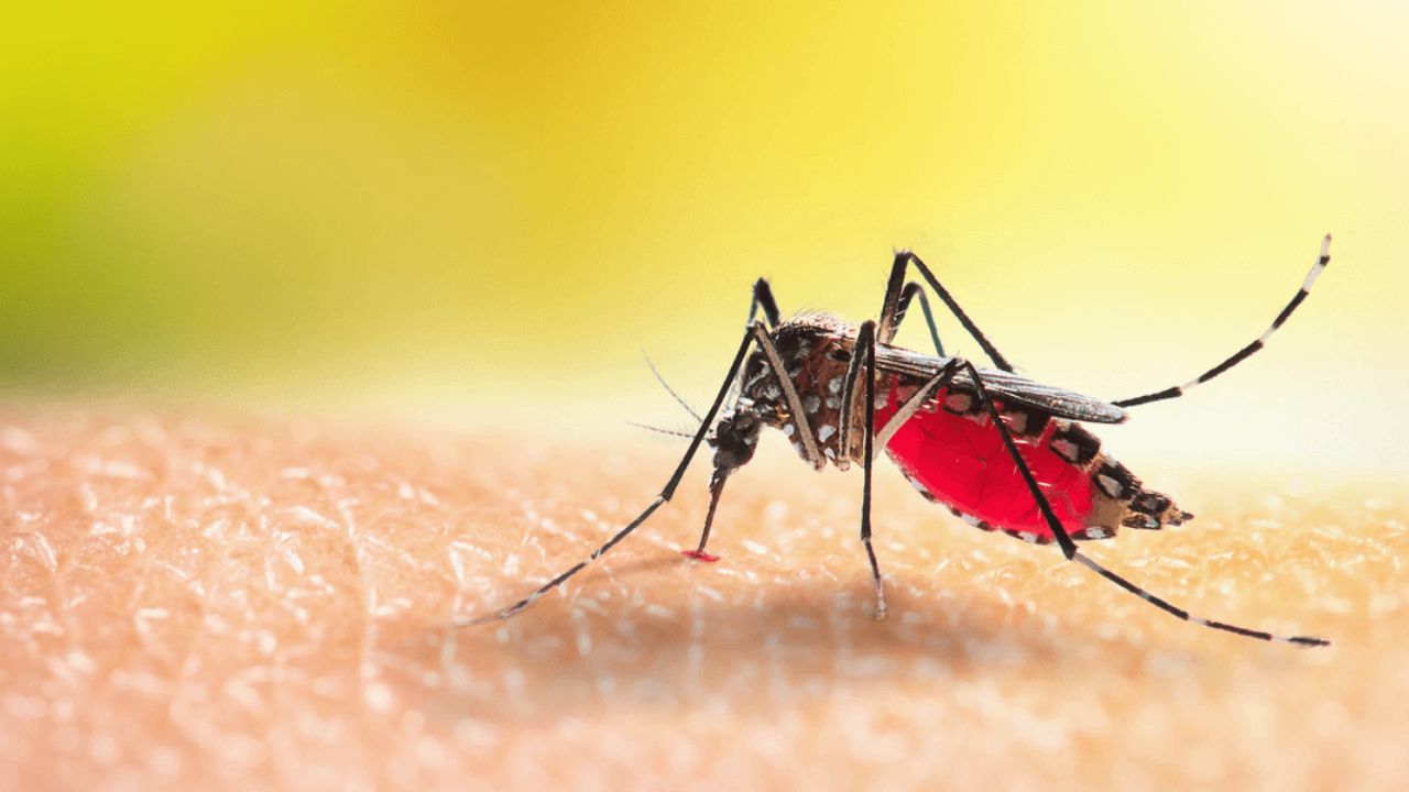 Three Children Gone in Two Days: Jharkhand faces alarming cerebral malaria outbreak
