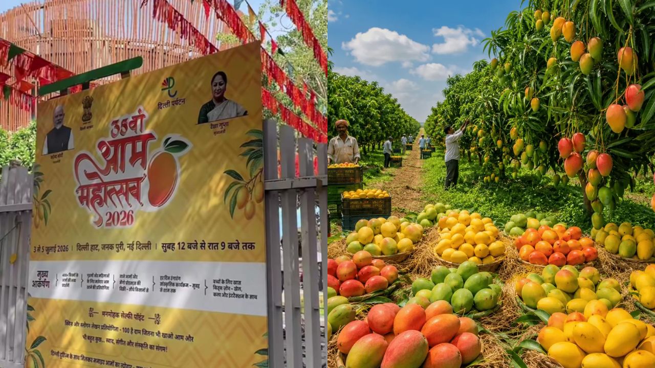 Delhi Turns Yellow With Mango Fever: 35th festival opens with 400+ varieties & fun competitions at Janakpuri