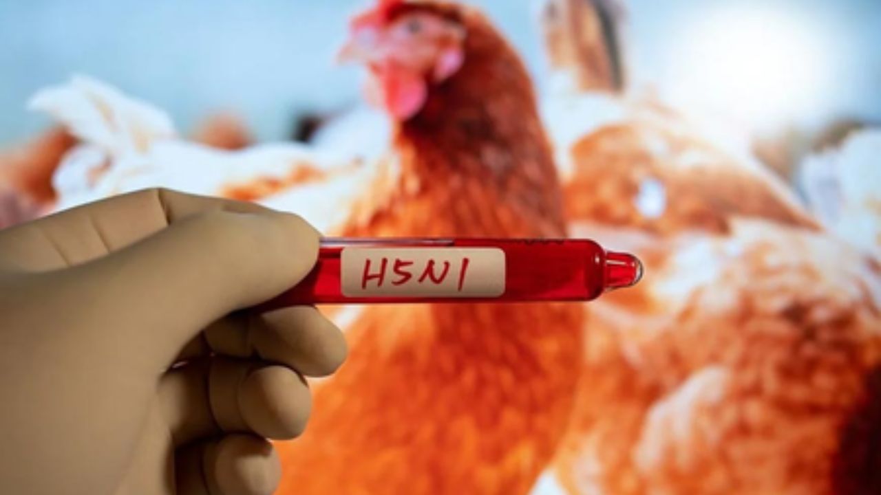 Australia Bird Flu Alert: First suspected H5N1 case found on east coast, authorities await test results