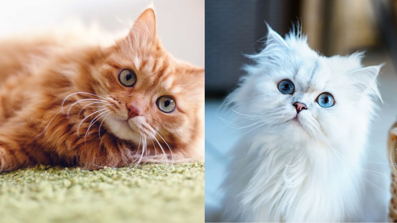 International Cat Day 2026: 7 Amazing Facts About Cats You Probably Didn’t Know