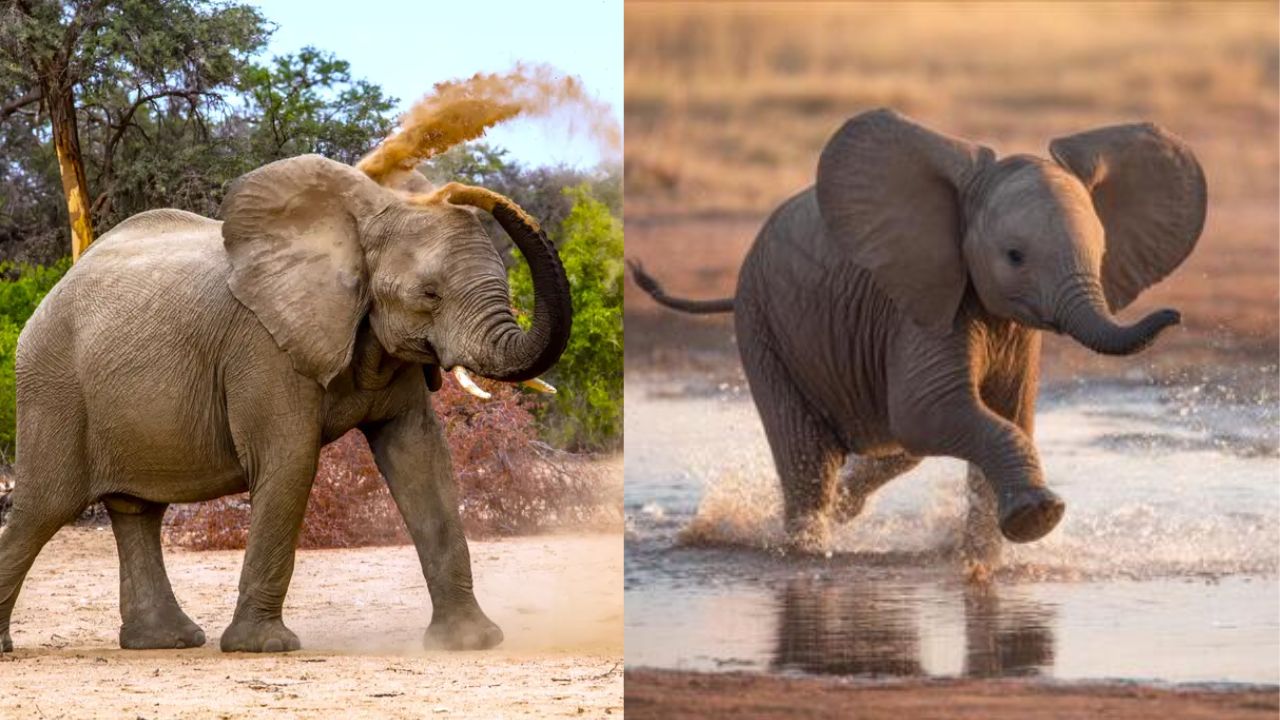World Elephant Day 2026: 5 Fascinating Facts About Elephants That Will Leave You Amazed