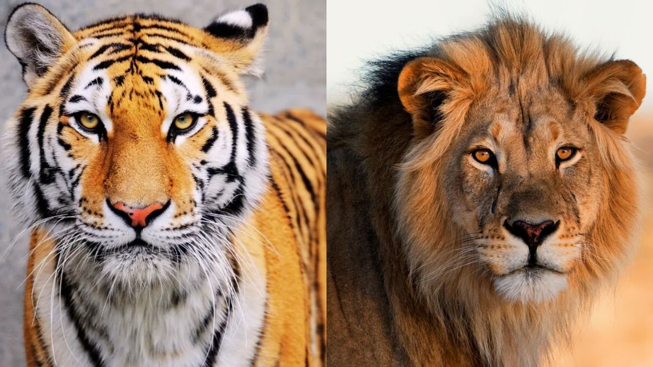 World Lion Day 2026: Lion Vs Tiger; Who Is The Real King Of The Jungle?