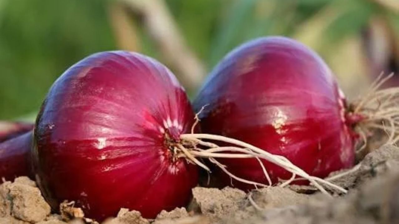 Onion Prices Won’t Fall Soon? Weather Shock, Supply Crisis May Keep Rates High Till November
