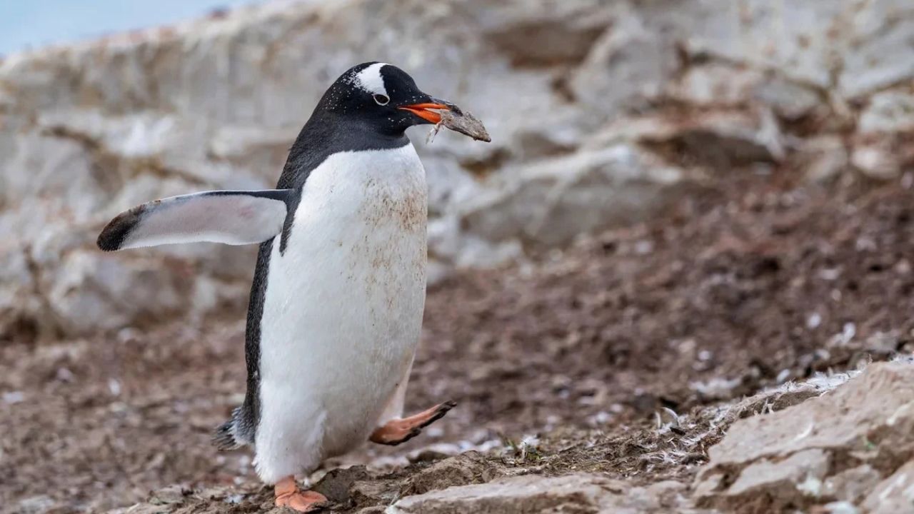 Scientists Identify ‘Hidden’ Penguin Species Living on Remote Indian Ocean Islands