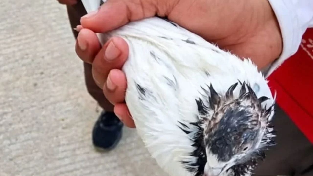 Mystery Pigeon Near RS Pura Border Sparks Security Check Over Pakistan Number Ring