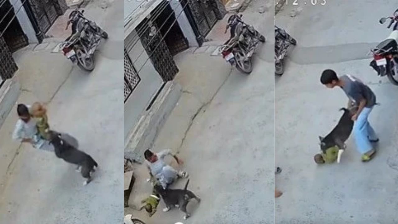 Sonipat Pitbull Horror: 6-Month-Old Baby Critical After Attack, CCTV Captures Rescue Battle