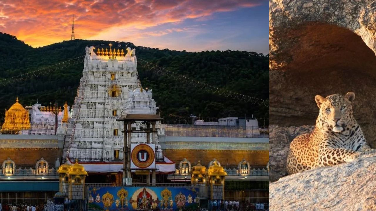 Leopard On Tirumala Steps Sparks Panic, TTD Activates Massive Safety Operation