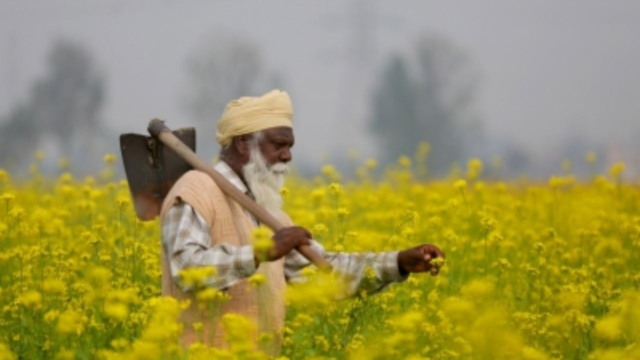 Centre Approves Major Rabi MSP Hike: Safflower, Mustard, Lentil And Wheat Prices Raised