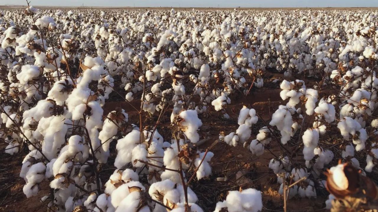 Cotton Import Duty Exemption Extended Until December 31, 2026: Major Relief for Textile MSMEs