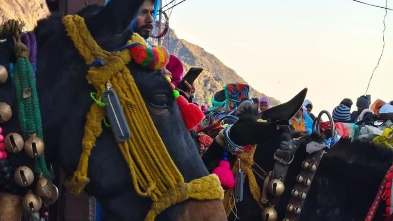 Kedarnath Yatra Turns Tense: Mumbai Pilgrims Beaten With Sticks, 3 Mule Handlers Booked