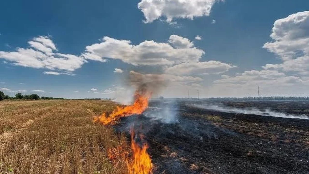 Stubble Burning in Punjab: 510 Incidents Reported, 184 Cases Face Environmental Compensation