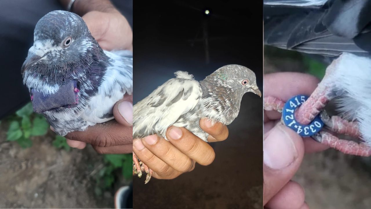Pigeon With Plastic Ring Found Near Pakistan Border in Samba, Authorities Begin Investigation