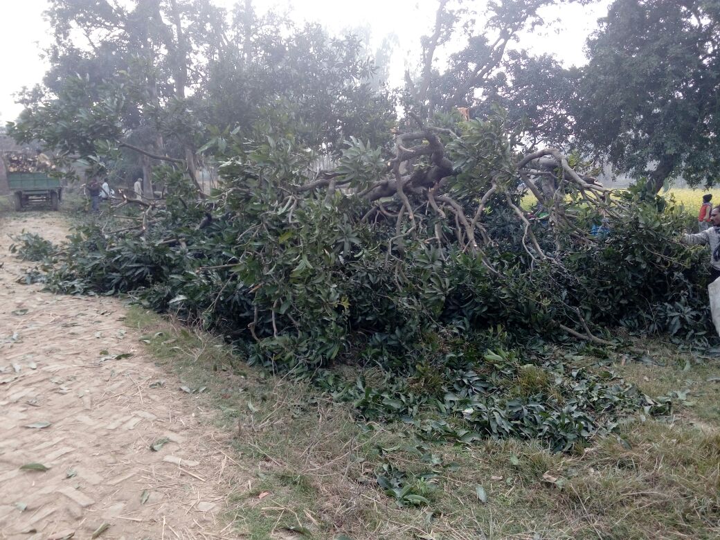 सिद्धार्थनगरः निर्ममता के साथ काटे जा रहे है हरे आमों के बगीचे