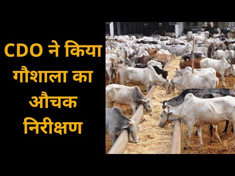 Uttar Pradesh: CDO ने किया गौशाला का औचक निरीक्षण, मचा हड़कंप