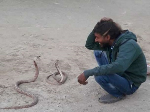 जिस सांप को देखते ही कांपते हैं लोग, उन सांप के साथ खेलता है ये शख्स, जानें क्या है इसका राज