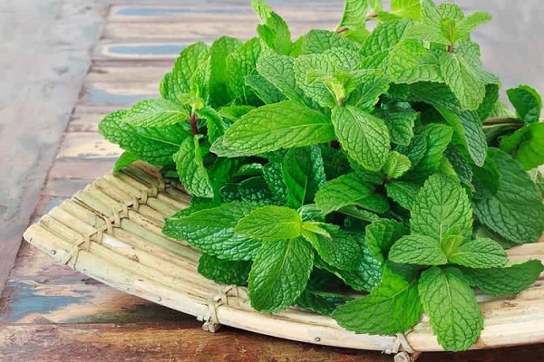 Weight Loss Tips: करना है वजन कम तो पुदीना करेगा मदद, जानें कैसे