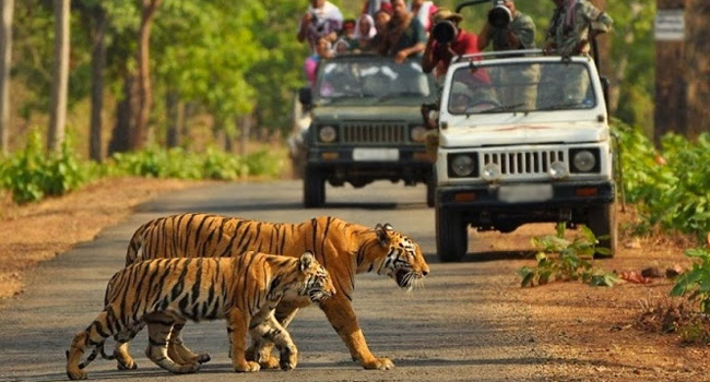 उत्तराखंड: जंगल सफारी के शौकीनों के लौटे दिन, कल से खुलेगा कॉर्बेट नेशनल पार्क, यहां रहेगा प्रतिबंध उत्तराखंड: जंगल सफारी के शौकीनों के लौटे दिन, कल से खुलेगा कॉर्बेट नेशनल पार्क, यहां रहेगा प्रतिबंध