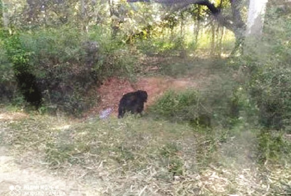 लकड़ी लेने गए ग्रामीणों पर खूंखार भालू ने किया जानलेवा हमला