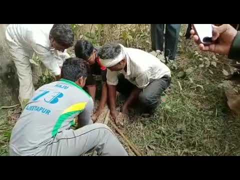 महराजगंज: गांव में फिशिंग कैट से लोगों में भारी दहशत और अफरातफरी, देखिये Fishing Cat रेसक्यू ऑपरेशन का Video