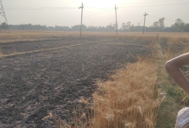 महराजगंज: कोल्हुई क्षेत्र में गिरा हाई वोल्टेज विद्युत तार, कई किसानों पर टूटा कहर, एक एकड़ गेहूं की फसल खाक