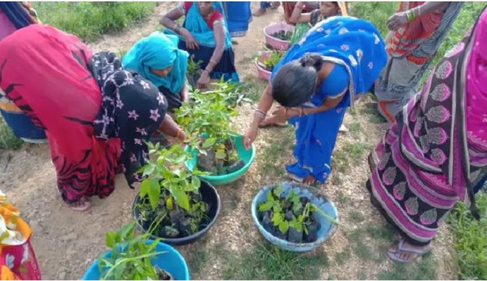 World Environment Day: फुलवारी संगठन द्वारा हिंदुमलकोट में किया पौधारोपण, दिया गया खास संदेश